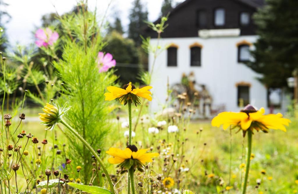 Pension Haus Fuerstenberg Beierfeld Exterior foto
